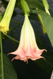 Brugmansia suaveolens 'Pink Beauty' RCP7-09 144.jpg